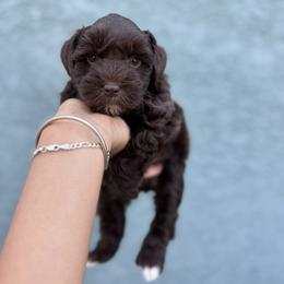 Boy 3 - Liver male Miniature Schnauzer puppy in Santa Ana, California from Thehood_weenies