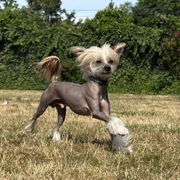 Ripley - Chinese Crested