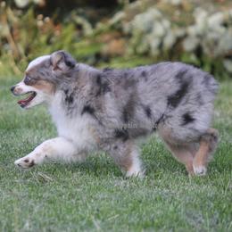 Miniature Australian Shepherd and Toy Australian Shepherd Puppies from Sapphire Stables