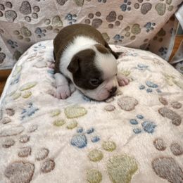 Boston Terrier Puppies from Alanna Boswell
