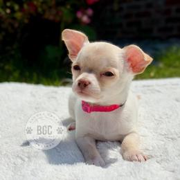 Ember - Cream female Chihuahua puppy in Forsyth, Georgia from Brooks Grove Canines LLC
