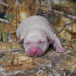 Snow - Yellow female Labrador Retriever puppy in Buffalo Valley, Tennessee from Buffalo Valley Breeders