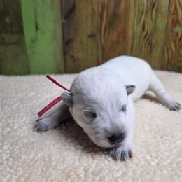 Pink Collar Female - Blue female Australian Cattle Dog puppy in Riverton, Utah from Rundown Ranch Cattle Dogs