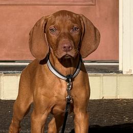 Vizslas from Legacy Vizslas - Zionsville, Indiana
