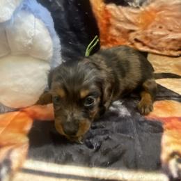 Rumi - Dapple female Dachshund puppy in Elizabethtown, Kentucky from Teeny Tiny Puppy Tails