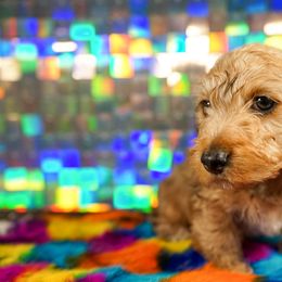 American Corgi, Dachshund, and Pembroke Welsh Corgi Puppies from Shining A Lowriders & Co.