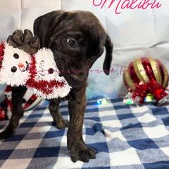 Malibu - Tiger female Perro de Presa Canario puppy in Horizon, Texas from Mesquite Creek Kennels