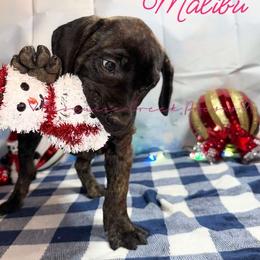 Malibu - Tiger female Perro de Presa Canario puppy in Horizon, Texas from Mesquite Creek Kennels