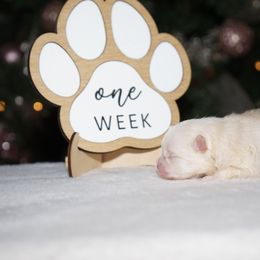 Crème brûlée - Cream female Pomeranian puppy in Bethel, Ohio from J&A Poms