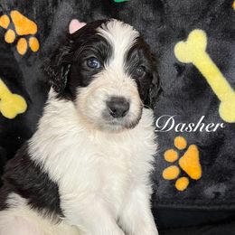 Dasher - Aussiedoodle puppy from Champion Farms Doodles