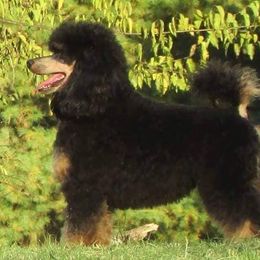 Poodles from Showcase Miniature Poodles