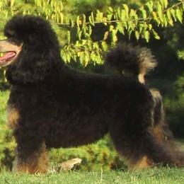 Poodles from Showcase Miniature Poodles