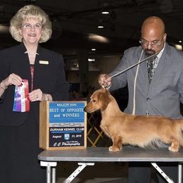 Dachshund All Grown Up from Atlas Dachs