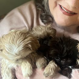 Shih Tzus from Pumpkin Patch Shih Tzus