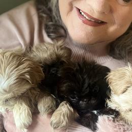 Shih Tzus from Pumpkin Patch Shih Tzus
