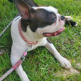 Piggy - Boston Terrier