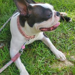 Piggy - Boston Terrier