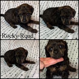 Rocky Road - Sable male Poodle puppy in Wheatland, California from Sapphire Ridge Poodles