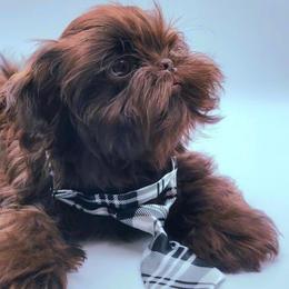 Teddy - Shih Tzu