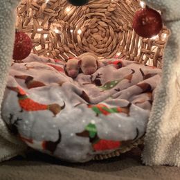 Dachshund Puppies from Hillside Hounds