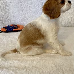 Cavalier King Charles Spaniel and Poodle Puppies from Central Coast Standard Poodles & Cavaliers