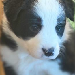 April (new name: Riley) - Black and white female Border Collie puppy in Lebanon, Oregon from Cahill’s Canines