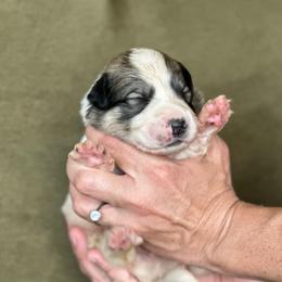 Chase - White male Great Pyrenees puppy in San Diego, California from McCarthy Ranchette LLC