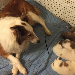 Collie Puppies from Frandelhi's Collies