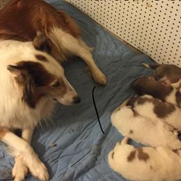Collie Puppies from Frandelhi's Collies