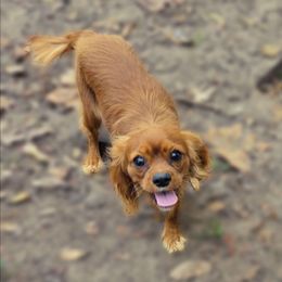 Girl 3 - Ruby female Cavalier King Charles Spaniel puppy in Silsbee, Texas from Grace Cavalier Kingdom