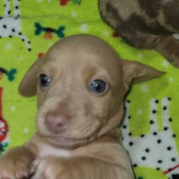 Dachshund Puppies from Neeley Family's Weenies