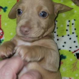 Dachshund Puppies from Neeley Family's Weenies