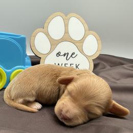 Doug - Cream male Dachshund puppy in Waseca, Minnesota from Dragonfly Doxies