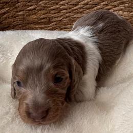 Pippa Jane - Piebald female Dachshund puppy in Wallingford, Kentucky from Hensley Homestead Dachshunds