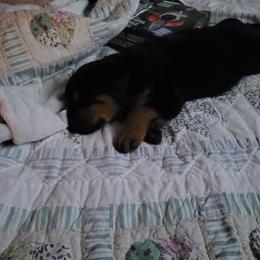 Rottweiler Puppies from Von Nuffosttor Rottweilers