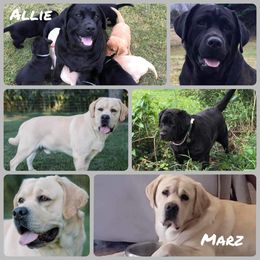 Labrador Retriever Puppies from Allie’s Way Labradors