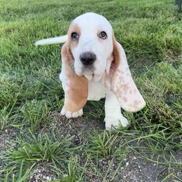 PG2 - Red and white female Basset Hound puppy in Britton, South Dakota from K&S Canines