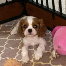Augustus - Blenheim male Cavalier King Charles Spaniel puppy in New Braunfels, Texas from Avion's Cavaliers