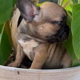 Willow - Black and tan female French Bulldog puppy in Saucier, Mississippi from Mississippi Sound Frenchies