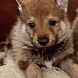 Czechoslovakian Vlcaks from Mikai's Pack