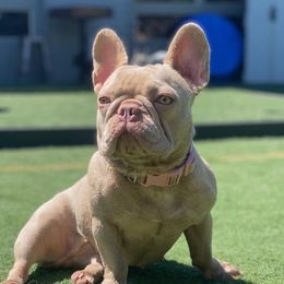Chanel - French Bulldog