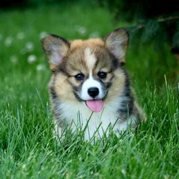 Chloe - Red female Pembroke Welsh Corgi puppy in St. Charles, Iowa from Kim Boyle's Pembroke Welsh Corgis