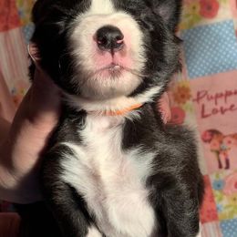 Border Collie Puppies from Heron Oak's Ranch LLC