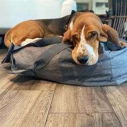 Basset Hounds from Valentine Hounds