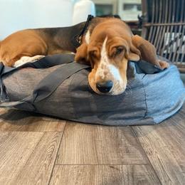 Basset Hounds from Valentine Hounds