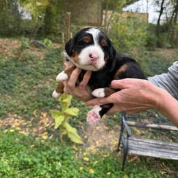 Bella - Tri-color female Bernedoodle puppy in Las Vegas, Nevada from Perfect Bernedoodles