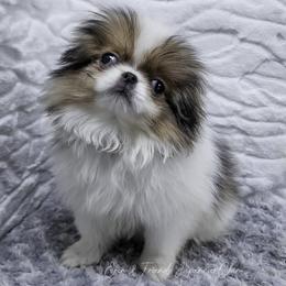 Scar - Sable and white male Japanese Chin puppy in Johnson City, Tennessee from Erin & Friends Japanese Chin