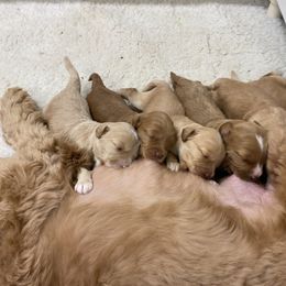 Australian Labradoodle Puppies from Salona Australian Labradoodles