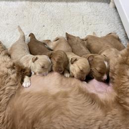 Australian Labradoodle Puppies from Salona Australian Labradoodles