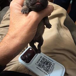 Ginger - Fawn female Pug puppy in Moorefield, West Virginia from Wratchford Farms